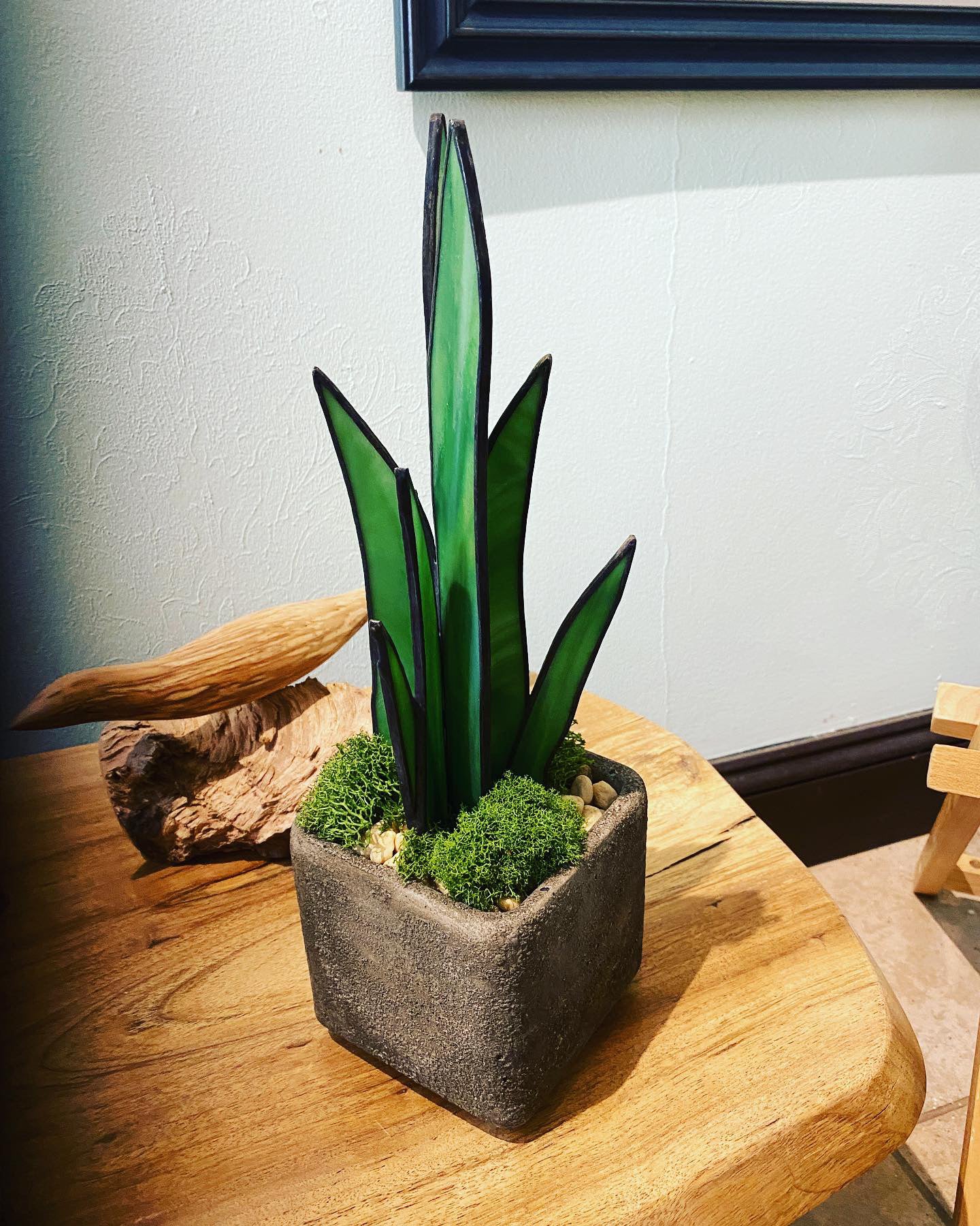 Dracaena Plant